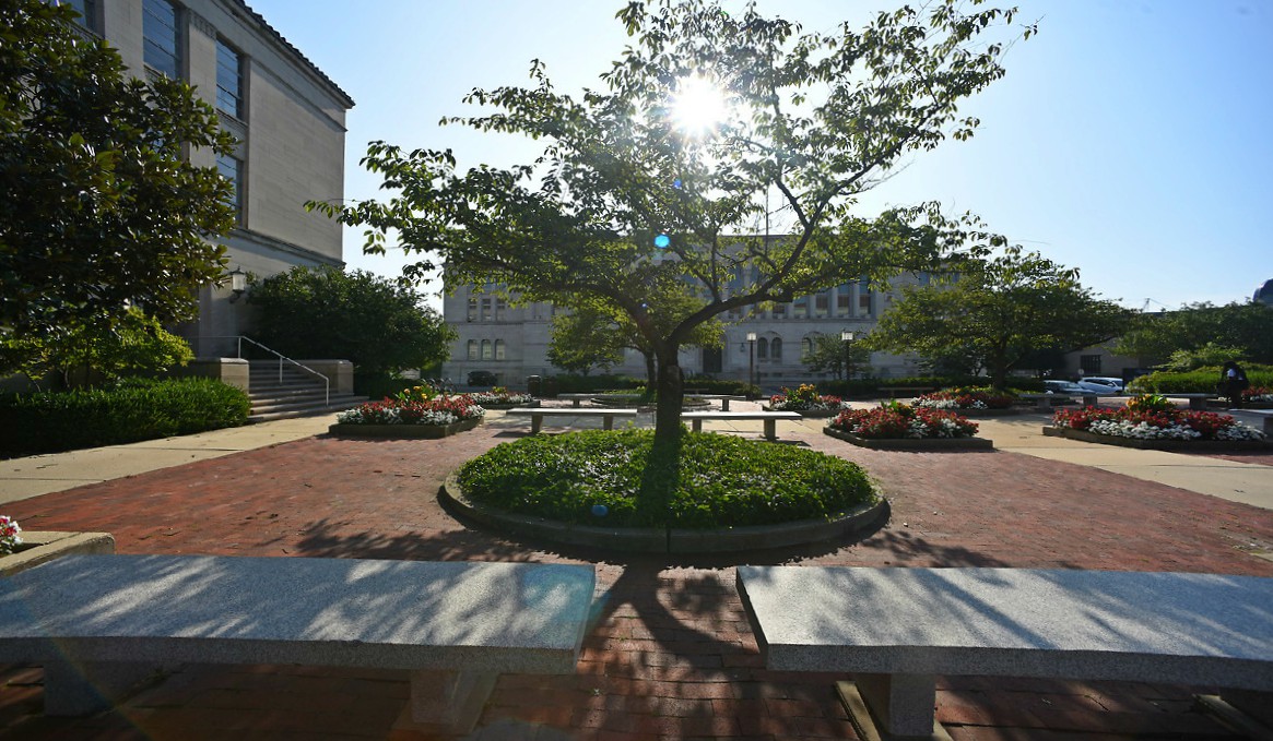 Tree in the plaza in front of the CUA library
